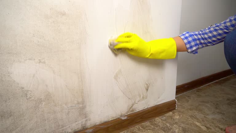 Best Industrial Mold Remediation  in Shell Rock, IA