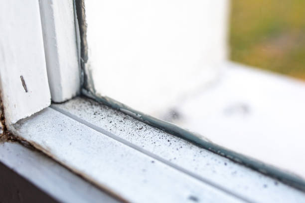 Best Emergency Mold Remediation  in Shell Rock, IA