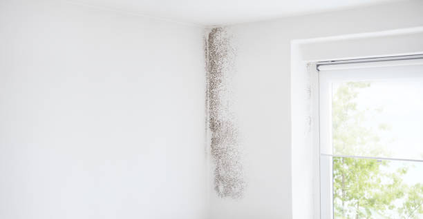 Best Mold Prevention Services  in Shell Rock, IA