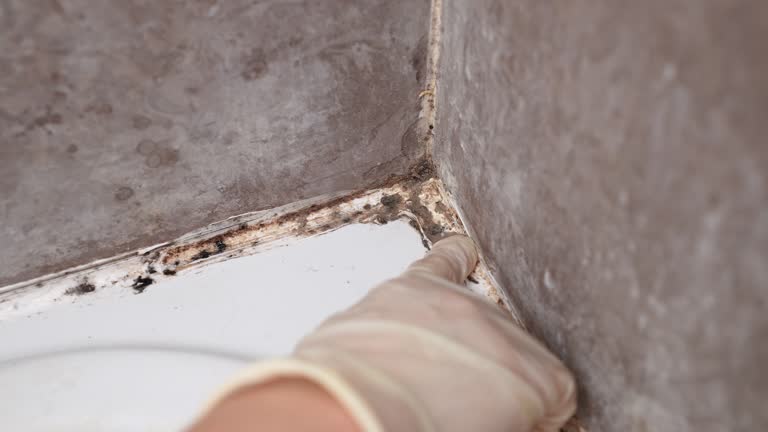 Best Mold Documentation for Insurance Claims  in Shell Rock, IA